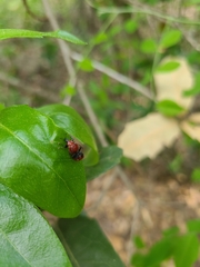 Attelabinae