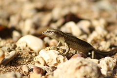 Emoia atrocostata
