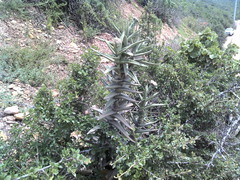 Crassula perfoliata coccinea