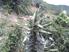 Crassula perfoliata coccinea