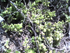 Delosperma echinatum
