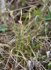 Carex alba
