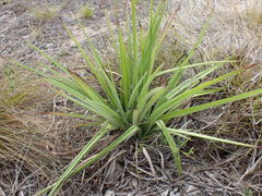 Hypoxis villosa