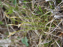 Carex alba