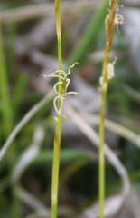 Carex alba