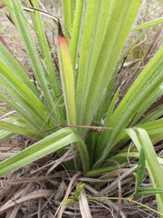 Hypoxis villosa