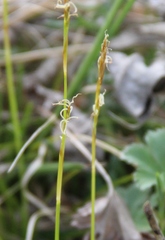 Carex alba
