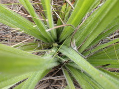 Hypoxis villosa