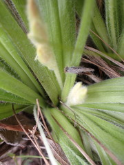Hypoxis villosa