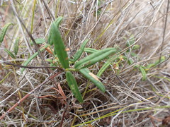 Rhynchosia leucoscias