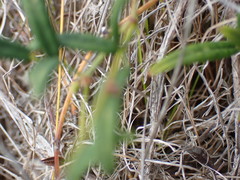 Rhynchosia leucoscias
