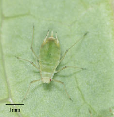 Hyperomyzus lactucae