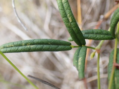 Rhynchosia leucoscias