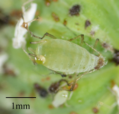 Hyperomyzus lactucae