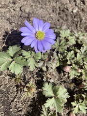 Anemonoides apennina