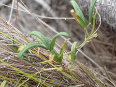 Rhynchosia leucoscias