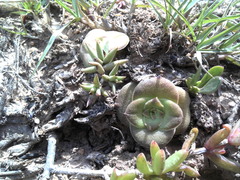 Crassula capitella
