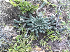 Euphorbia inermis
