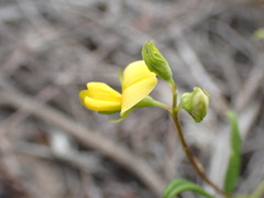 Rhynchosia leucoscias