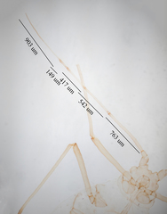 Hyperomyzus lactucae