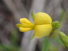 Rhynchosia leucoscias