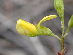 Rhynchosia leucoscias