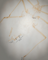 Hyperomyzus lactucae