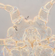 Hyperomyzus lactucae