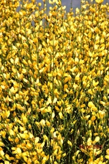 Genista ramosissima