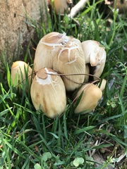 Coprinellus micaceus