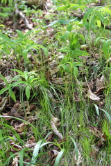 Carex alba