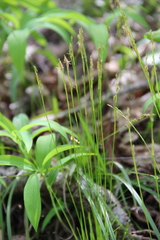 Carex alba