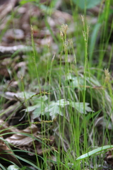 Carex alba