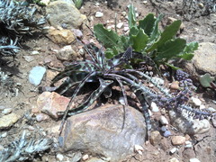 Ledebouria ensifolia