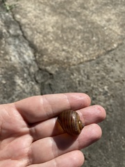 Gastropoda