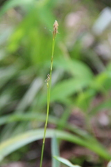 Carex alba