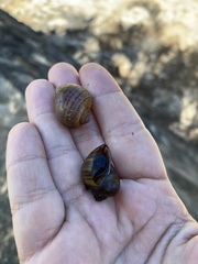 Gastropoda