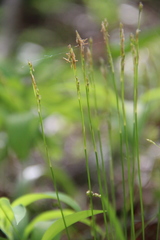 Carex alba