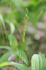 Carex alba