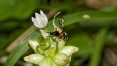 Tritoxa incurva