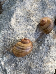 Gastropoda