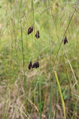 Carex aterrima