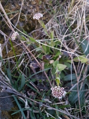 Noccaea caerulescens