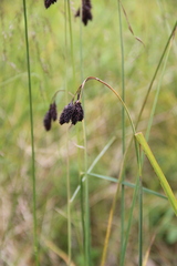Carex aterrima