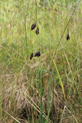 Carex aterrima