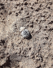 Omorgus pastillarius