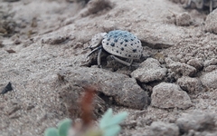 Omorgus pastillarius