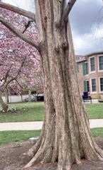 Platanus occidentalis