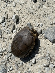 Kinosternon subrubrum