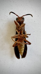 Polistes mexicanus